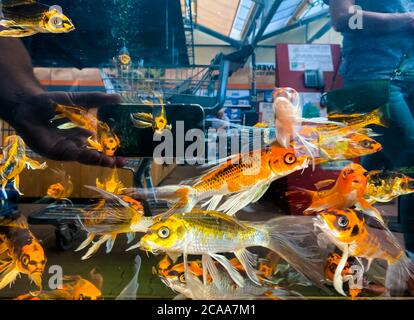 Viersen, Deutschland - 9. Juli. 2020: Blick durch das Aquarium mit gelben Koi-Fischen in den Marktspeicher Stockfoto