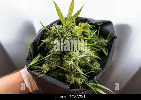 Trimmen einer frischen Ernte von Marihuana in Details. Cannabis-Nachrichten im Jahr 2020 Stockfoto