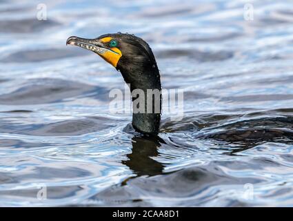 Eine Nahaufnahme eines Kormorans mit doppelter Haubenhöhe, der bei einem Tauchgang mit Wassertröpfchen auf Kopf und Hals wieder auftaucht. Stockfoto