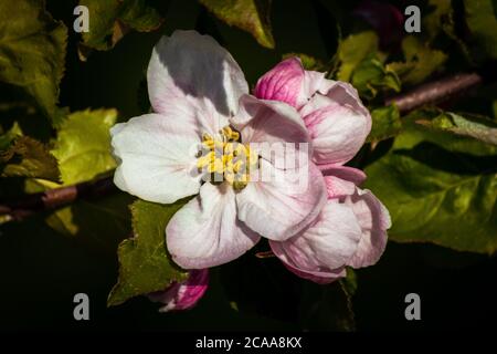 Apfelblüten im Frühling Stockfoto