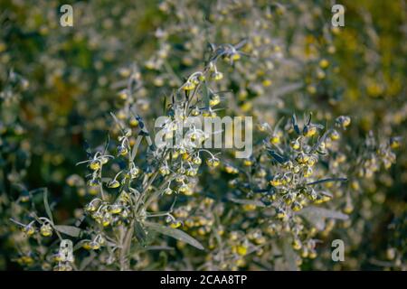 Wermut Artemisia Absinthium im Garten. Wermutbetrieb für pflanzliche Arzneimittel verwendet. Stockfoto