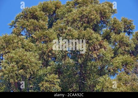 Japanische Zeder (Cryptomeria japonica). Auch Sugi Cedar und Sugi genannt Stockfoto