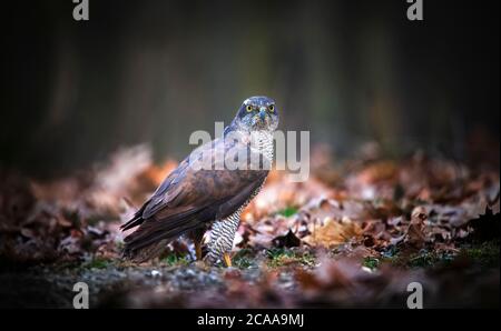 nördlicher Habicht, der im Wald auf trockenen Blättern sitzt, das beste Foto. Stockfoto