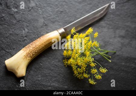 Blüten der wilden Fenchelpflanze Foeniculum vulgare, die neben einem Fußweg wuchsen. Die Blüten verleihen der Nahrung einen starken Geschmack und haben Gaine Stockfoto