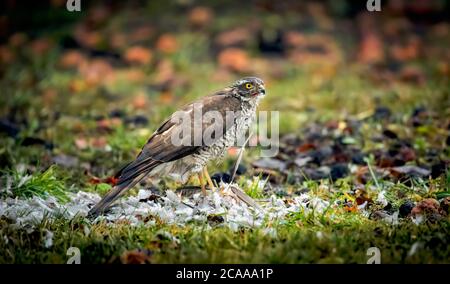 Sparrowhawk Accipiter nisus, sitzend auf einem Pfosten mit Beute. Das beste Foto. Stockfoto