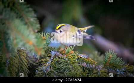 Goldwappen auf dem Fichtenzweig Regulus regulus Europäischer kleinster singvogel im Naturlebensraum. Das Goldwappen ist ein sehr kleiner Singvogel Stockfoto