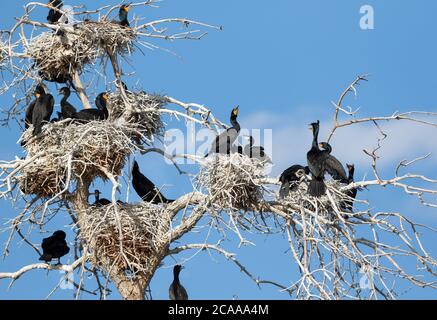 Eine nistende Kolonie von Doppelkastanienkormoranen in einem hohen toten Baum, mit zahlreichen geschichteten Nestern, die Erwachsene und junge Jungtiere vor einem blauen Himmel beherbergen. Stockfoto