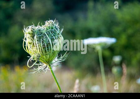 Grüne Achillea Samen Köpfe in einer Herbstwiese, in den letzten Strahlen des Tages. Der Hintergrund ist nicht fokussiert, der Fokus liegt auf der Blume. Stockfoto