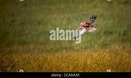 Weibliche westliche Sumpfweihe, Circus aeruginosus, Greifvogel im Flug suchen und jagen über einem Feld, das beste Foto, jagt im Gras fällt Stockfoto