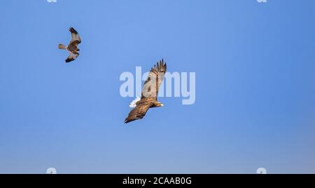 Erwachsene Seeadler im Flug.Himmel Hintergrund. Wissenschaftlicher Name: Haliaeetus albicilla, auch bekannt als die ern, eurasischen Seeadler und Seeschwänze Stockfoto