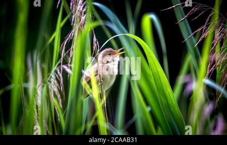 Der große Rohrsänger Acrocephalus arundinaceus. Wasservögel jagen Insekten für ihre Jungen im Nest. Das beste Foto. Stockfoto