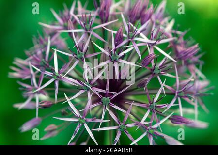 Nahaufnahme Detail der lila Allium Blume Kopf Stockfoto