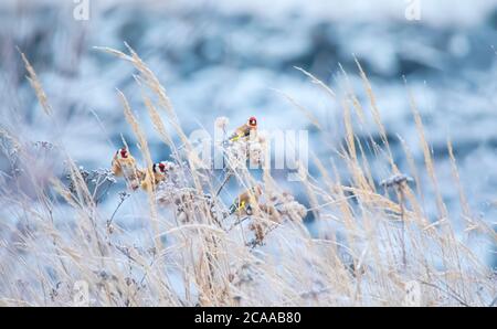 White Morning European Goldfinch - Carduelis carduelis, das beste Foto, Herde auf weißem Gras mit Frost. Stockfoto