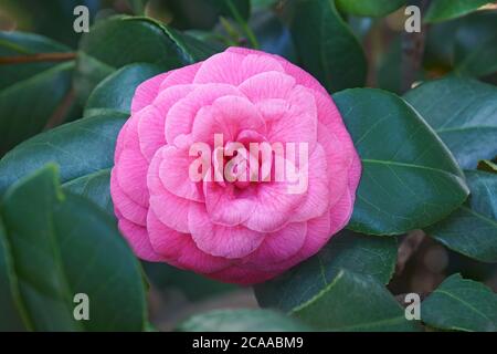 Jerry Hill Japanische Kamelie (Camellia japonica 'Jerry Hill') Stockfoto