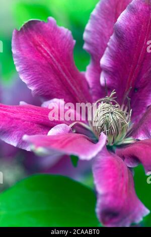 Pinkfarbenes Blütenblatt von 'Bees Jubilee' Clematis Kletterpflanze Stockfoto