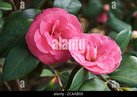 Jerry Hill Japanische Kamelie (Camellia japonica 'Jerry Hill') Stockfoto