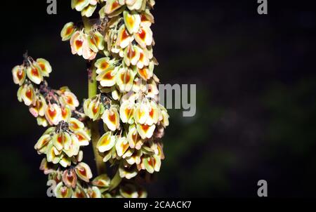 Nahaufnahme, macron auf bunten Herbstblumen. Rhabarber blühen in braun, orange, grün und gelb. Stockfoto