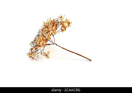 Getrocknete gelbe Blütenstände von Achillea millefolium oder Hortensien, isoliert vor weißem Hintergrund. Die Saatköpfe bilden einen Rahmen. Stockfoto