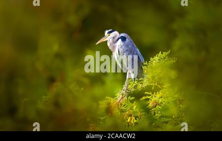 Graureiher auf der Baumspitze, Nistung, Paarung, natürliche Umgebung, Lebensraum, Ardea cinerea, Tschechien, Europa, das beste Foto. Stockfoto