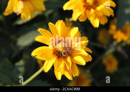 Bienenwespe Hummel Insekt sitzen essen trinken Nektar auf einem Helle gelbe kleine Blume Nahaufnahme Gartenblume Wissenschaft Frühling Bestäubung im Sommer Stockfoto