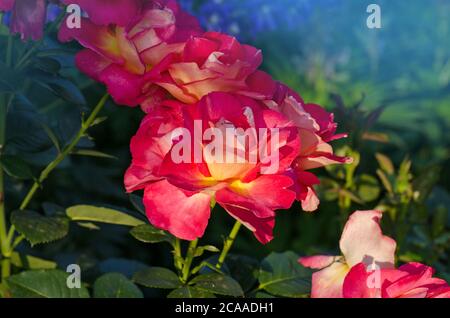 Rot blühende rosa. Blühende rote Rose. Eine schöne zweifarbige Blume. Stockfoto