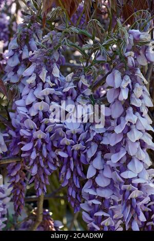 Wisteria (Wisteria villosa). Auch chinesische Glyzinie genannt. Ein weiterer wissenschaftlicher Name ist Wisteria chinensis Stockfoto