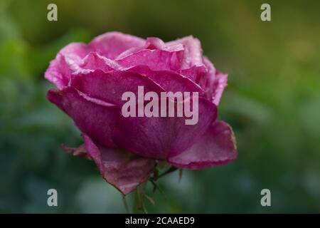 Symbol einer welken weiblichen Schönheit. Verwelkte Rose im Garten. Rosen sterben im Garten Stockfoto