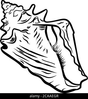 Winkelmurex Murex Murex Mueashell handgezeichnete Illustration Stock Vektor