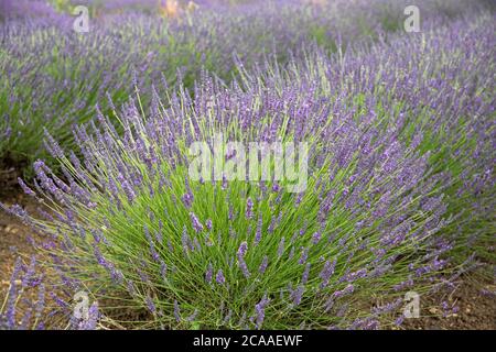 Nahaufnahme der englischen Lavendel ( Lavandula ) Blüte auf Somerset Lavender Farm, Faulkland, Somerset, England, UK Stockfoto