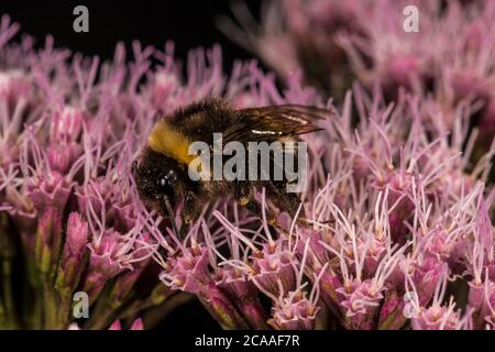 Pollen sammeln Bumblebee auf Pink Flower Stockfoto