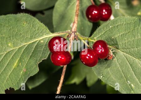 Früchte der Fliege Honeysuckle, Europäische Fliege Honeysuckle, Zwergwabenwabenwabenwabenwabenwabenwabenwabenwabenwabenwabenwabenwabenwabenwab Stockfoto