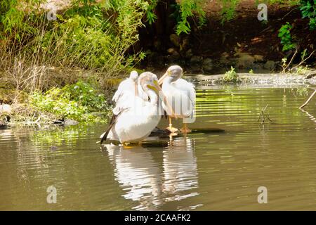 Drei amerikanische weiße Pelikane, Pelecanus erythrorhynchos, eines der größten Wasservögel der Welt Stockfoto