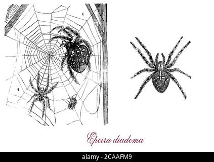 Araneus diadematus gemeinhin als die europäische Gartenspinne hat weiße Markierungen über den dorsalen Bauch bilden ein Kreuz. Gelegentlich wird das Weibchen das Männchen direkt nach der Paarung fressen. Stockfoto