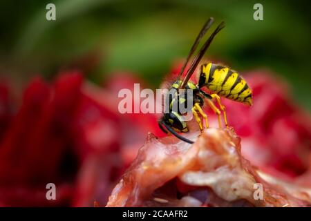 Britische Tierwelt: Männliche Sozialwespe (Vespula vulgaris) hackt Fleisch aus einem Kaninchenkadaver, um es wieder ins Nest zu bringen, um seine fleischfressenden Jungen zu füttern. Stockfoto