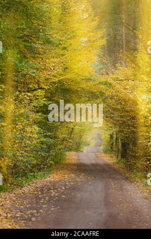 Unbefestigte Straße durch Herbst bunte Laub. Herbsttunnel durch bewaldete Landschaft. Erstaunlicher Herbst Tunnel Weg durch einen bunten Wald Stockfoto