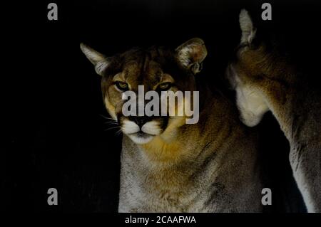 Portrait von auch ein Captive Cougar, Puma bekannt oder Panther in einem Zoo in Südafrika Stockfoto