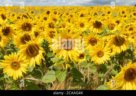 Ein Feld von leuchtend gelben Sonnenblumen, die vor den Toren von Tilshead auf der Salisbury Plain, Wiltshire, England, blühen. Ein wunderbares helles Sonnenblumenfeld UK Stockfoto