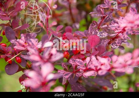 Schöner Berberbeerbusch mit dichtem roten Laub, aus nächster Nähe. Roter dekorativer Busch im botanischen Garten, wachsende Pflanzen.Berberbeersträucher mit roten Blättern Stockfoto