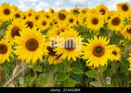 Ein Feld von leuchtend gelben Sonnenblumen, die vor den Toren von Tilshead auf der Salisbury Plain, Wiltshire, England, blühen. Ein wunderbares helles Sonnenblumenfeld UK Stockfoto