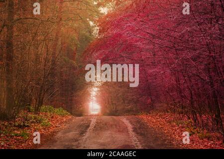 Schöner Herbst romantischer Baumtunnel. Natürlicher Baumtunnel in der Ukraine. Liebe Tunnel im Herbst. Echtes Wunder der herbstlichen Natur Stockfoto