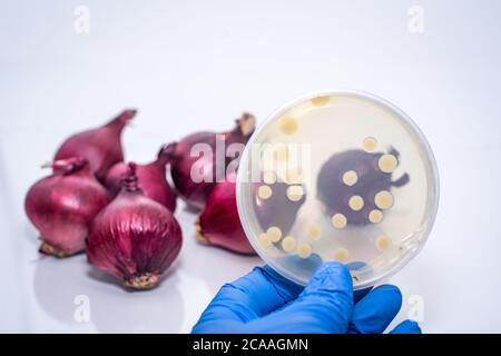 Pathogene E coli/Salmonellen-Kontamination in roten Zwiebeln, Kulturplatte zeigt Bakterienkolonie isoliert von kontaminierten roten Zwiebeln Stockfoto