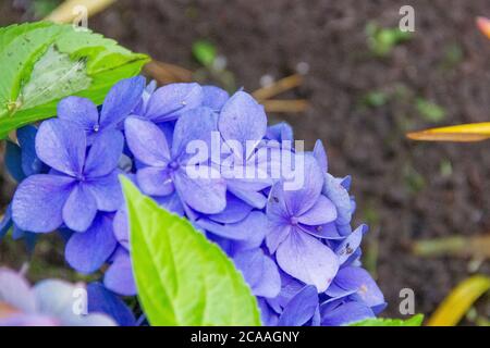 Japanische Hortensien wurden im Frühjahr bis Sommer genommen.viele blaue Hortensien Blumen wachsen im Garten, floralen Hintergrund. hortensia Blumen Stockfoto