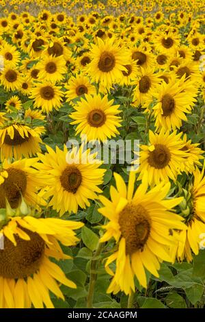 Ein Feld von leuchtend gelben Sonnenblumen, die vor den Toren von Tilshead auf der Salisbury Plain, Wiltshire, England, blühen. Ein wunderbares helles Sonnenblumenfeld UK Stockfoto