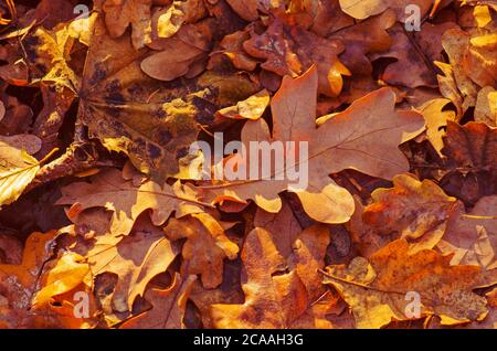 Gelbe, braune, orange getrocknete Eichenblätter. Eichenorange Blätter im Wald. Herbst Eichenblätter im Herbst. Herbst Eichenblätter Hintergrund Stockfoto