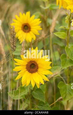 Nahaufnahme von leuchtend gelben Sonnenblumen, die in einem Sonnenblumenfeld vor den Toren von Tilshead, die auf Salisbury Plain, Wiltshire, England, UK liegt, blühen. Stockfoto