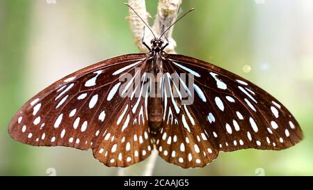 Anmutiger Schmetterling auf einem Zweig, der seine Flügel ausbreitet, ist dieses fragile bunte Insekt ein Lepidoptera, in einem tropischen botanischen Garten Stockfoto