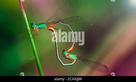 Zwei grüne bunte Damselfliege Paarung, Makrofotografie dieser kleinen lieblichen Odonata. Naturszene auf der tropischen Insel Koh Phayam, Thailand Stockfoto