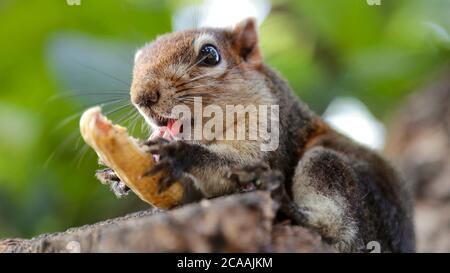 Porträt eines niedlichen Eichhörnchens, das eine Erdnuss auf einem Baum in einem Garten in Bangkok, Thailand isst Stockfoto