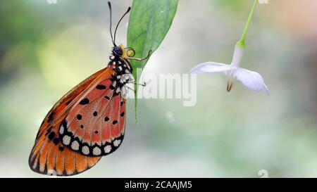 Eleganter orangefarbener Monarchschmetterling, der auf einem Blatt neben einer weißen Blume ruht. Makrofotografie dieser graziösen und zerbrechlichen Lepidoptera Stockfoto