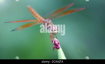 Große Libelle landete auf einer lila Blume, Makro-Foto von diesem eleganten und zerbrechlichen Raubtier mit breiten Flügeln und riesigen facettierten Augen, Naturszene Stockfoto